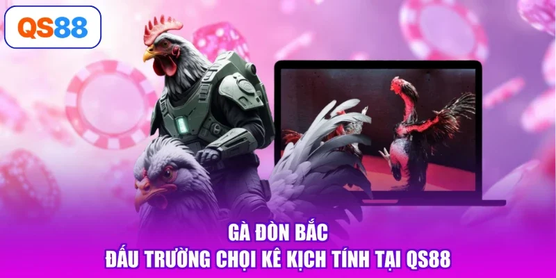 Gà Đòn Bắc - Đấu Trường Chọi Kê Kịch Tính Tại QS88