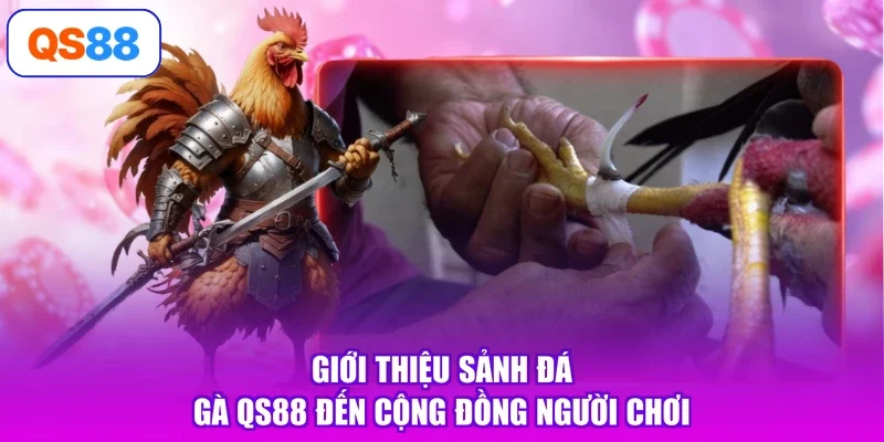 Giới thiệu sảnh đá gà Qs88 đến cộng đồng người chơi
