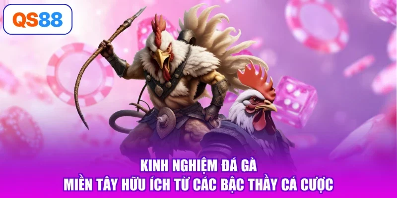 Kinh nghiệm đá gà miền Tây hữu ích từ các bậc thầy cá cược