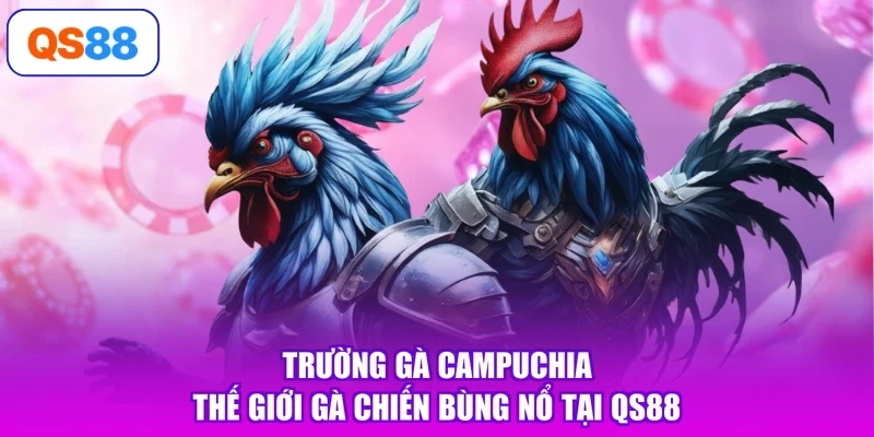 Trường Gà Campuchia - Thế Giới Gà Chiến Bùng Nổ Tại QS88
